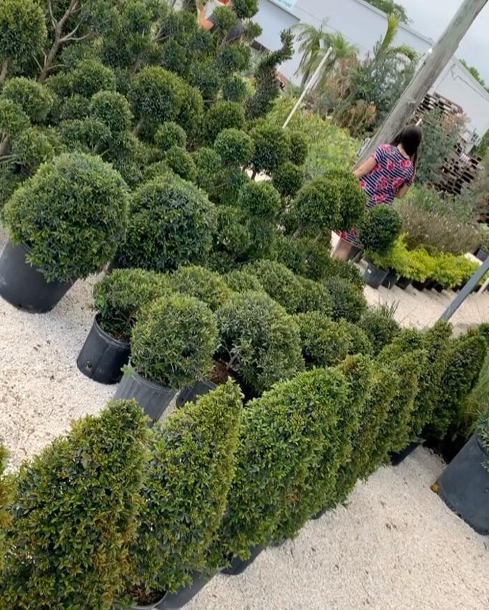 Images A1A Sod, Sand & Soil, Inc.