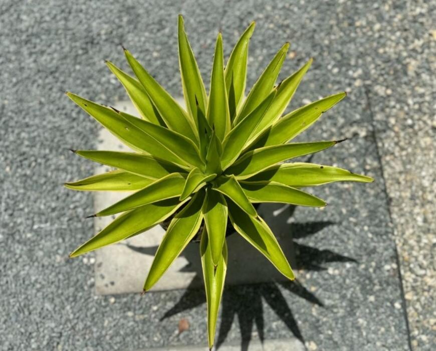 Images A1A Sod, Sand & Soil, Inc.