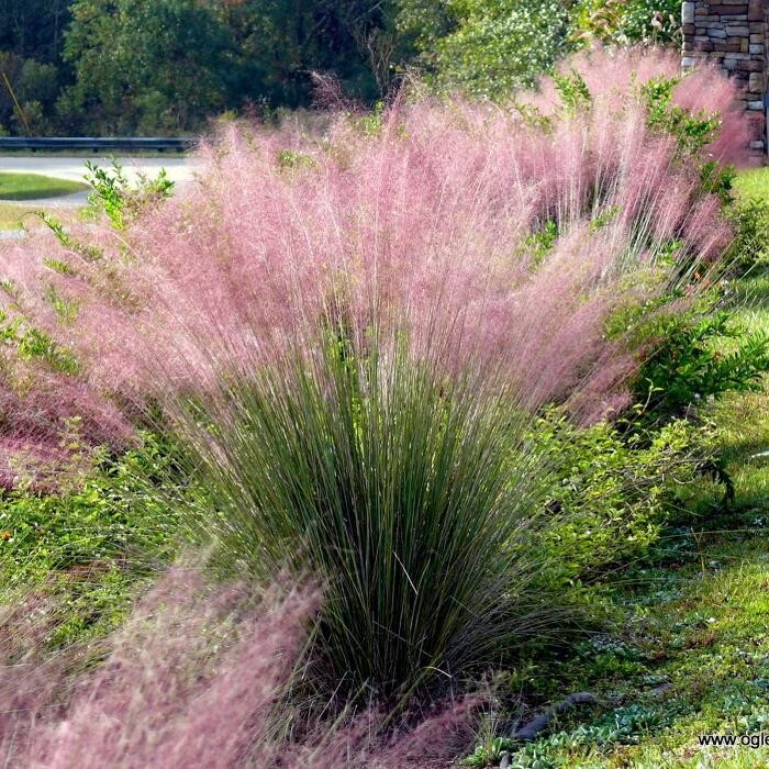 Images A1A Sod, Sand & Soil, Inc.