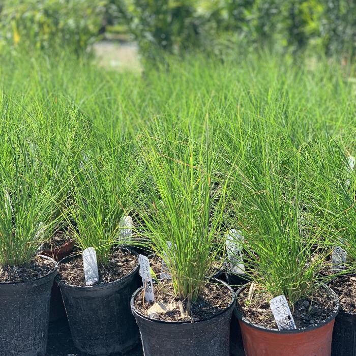 Images A1A Sod, Sand & Soil, Inc.