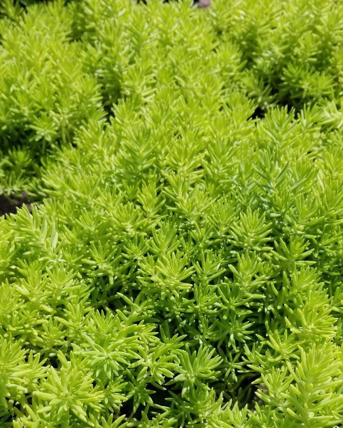 Images A1A Sod, Sand & Soil, Inc.