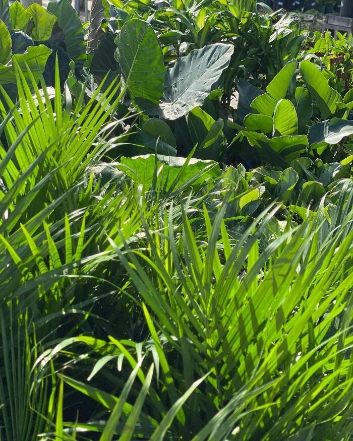 Images A1A Sod, Sand & Soil, Inc.