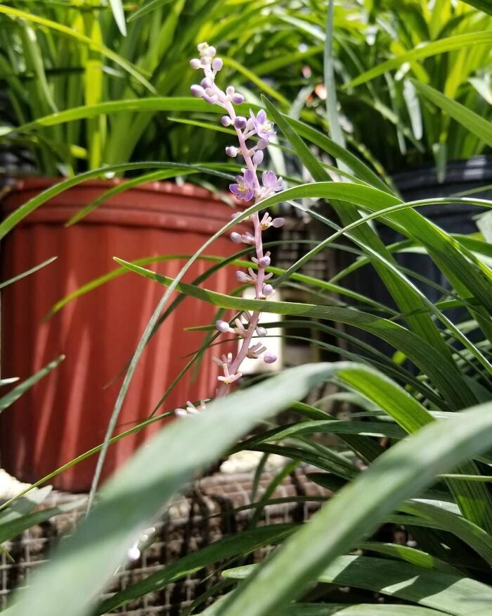 Images A1A Sod, Sand & Soil, Inc.