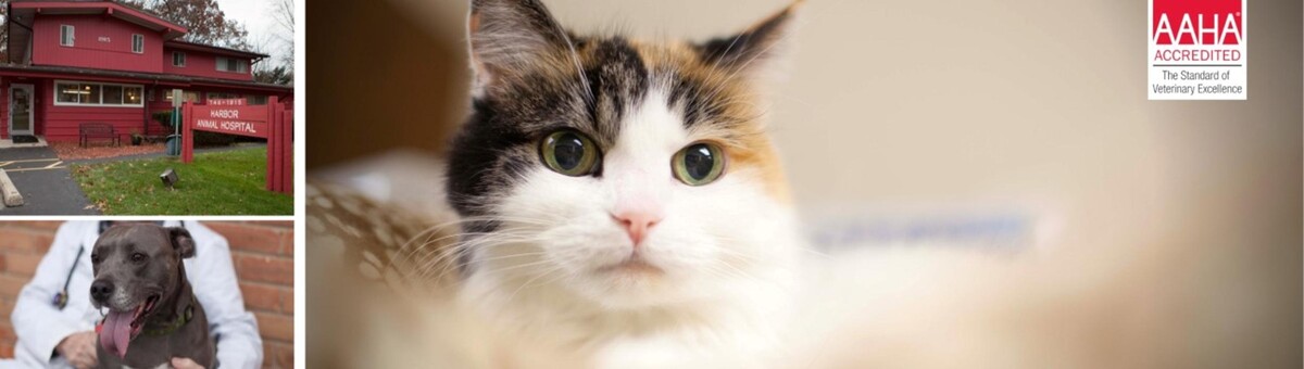 Images Harbor Animal Hospital