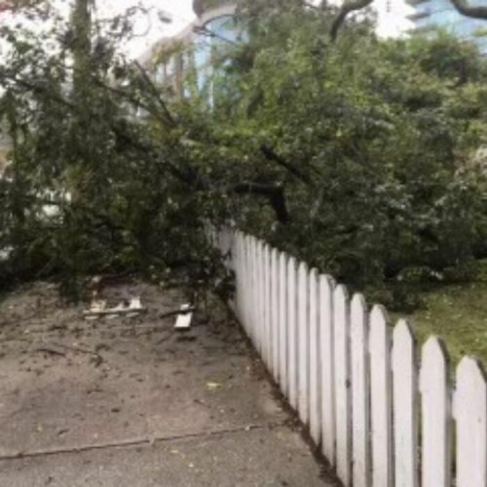 Images Southeast Tree