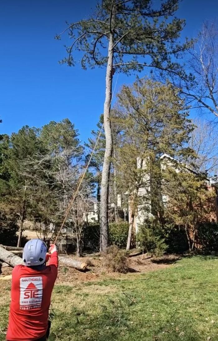 Images Southeast Tree