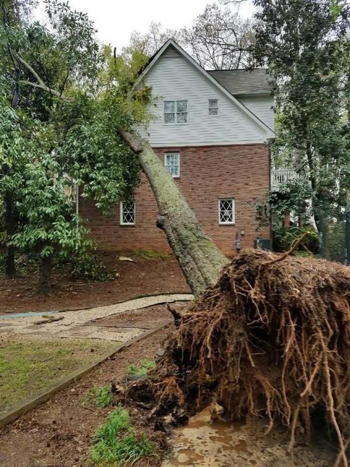 Images Southeast Tree