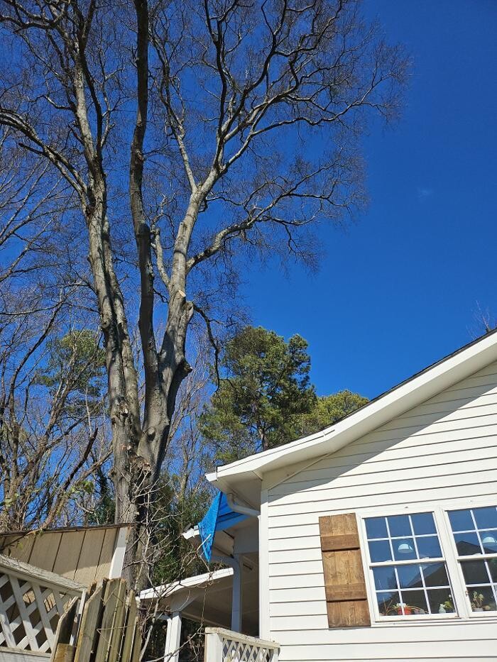 Images Southeast Tree