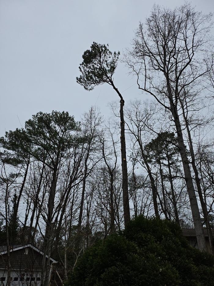 Images Southeast Tree