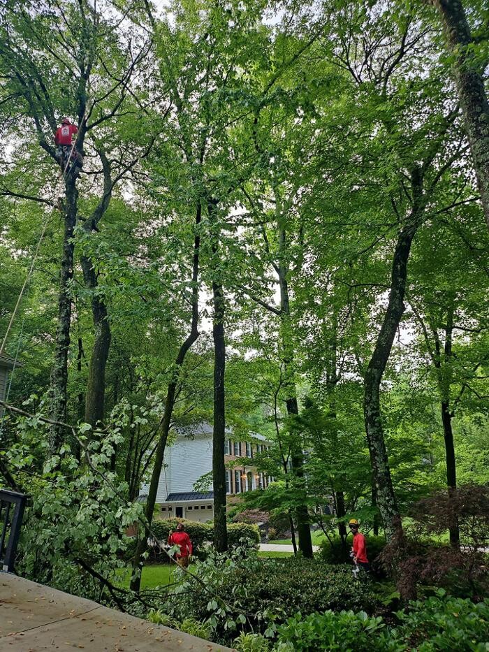 Images Southeast Tree