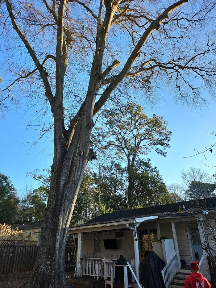 Images Southeast Tree