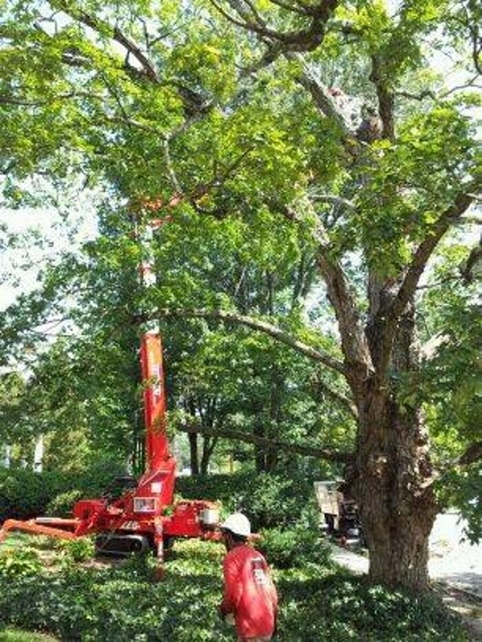 Images Southeast Tree
