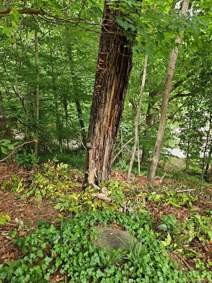 Images Southeast Tree