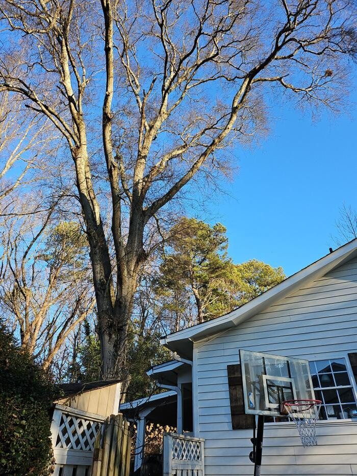 Images Southeast Tree