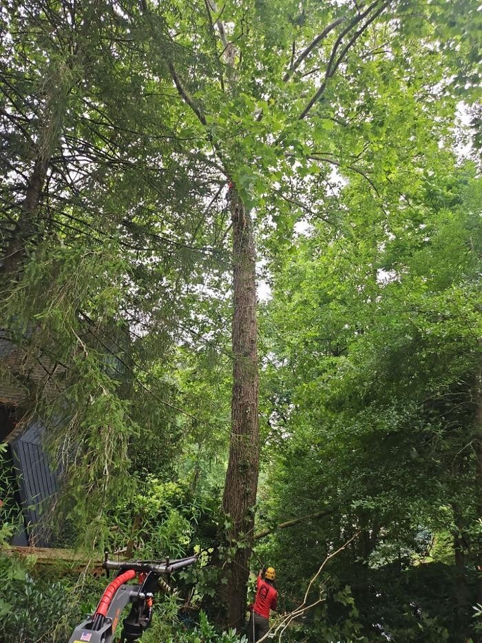 Images Southeast Tree