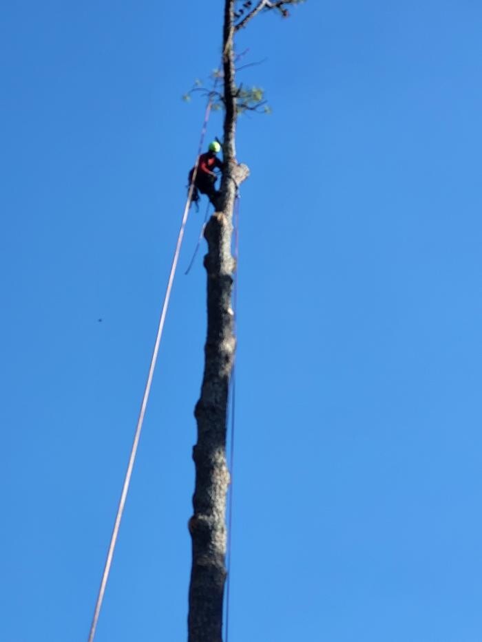 Images Southeast Tree