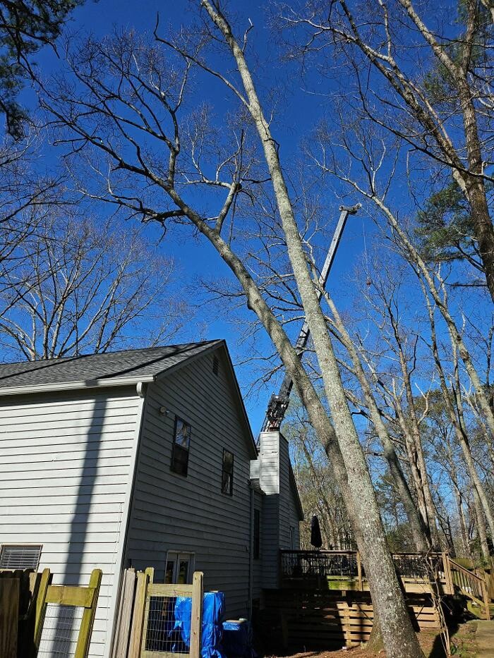 Images Southeast Tree