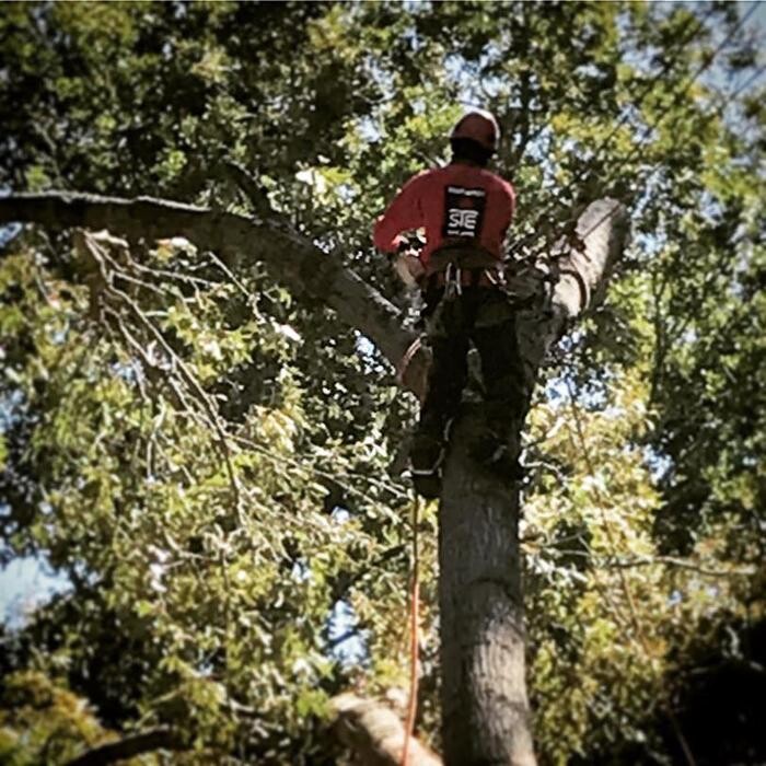 Images Southeast Tree
