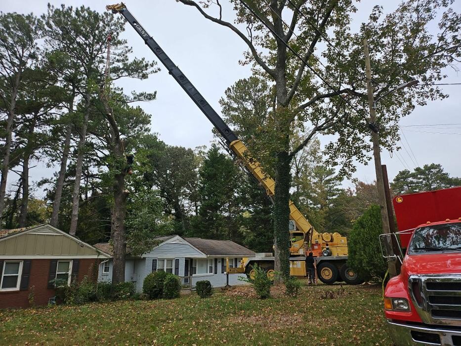 Images Southeast Tree
