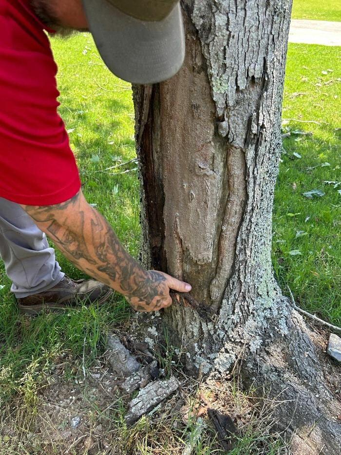 Images Southeast Tree