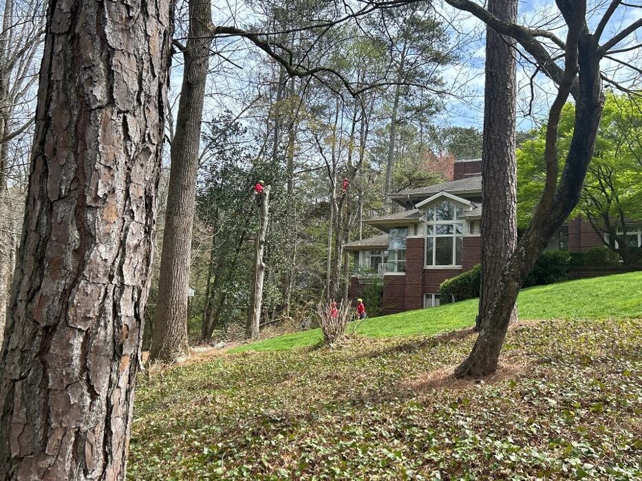 Images Southeast Tree