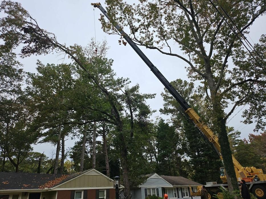 Images Southeast Tree