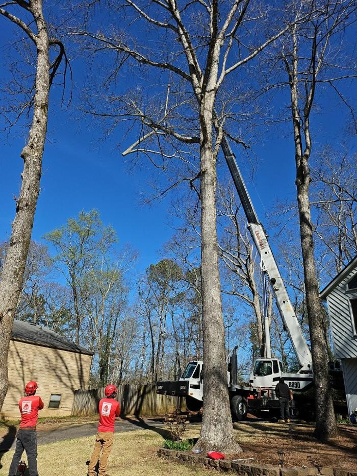 Images Southeast Tree