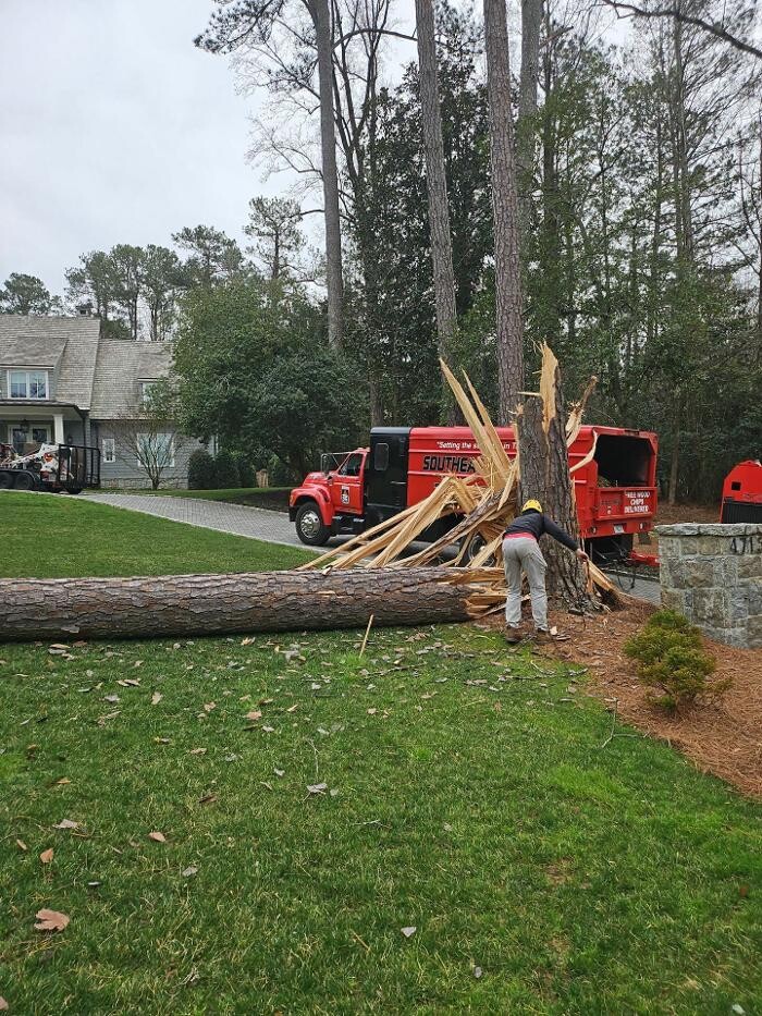 Images Southeast Tree