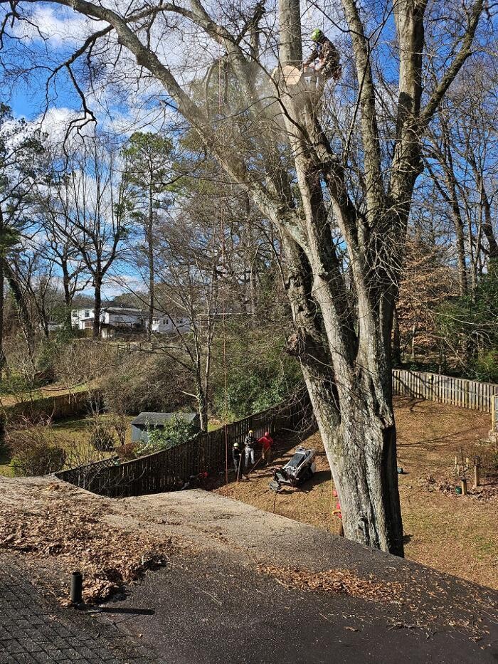 Images Southeast Tree