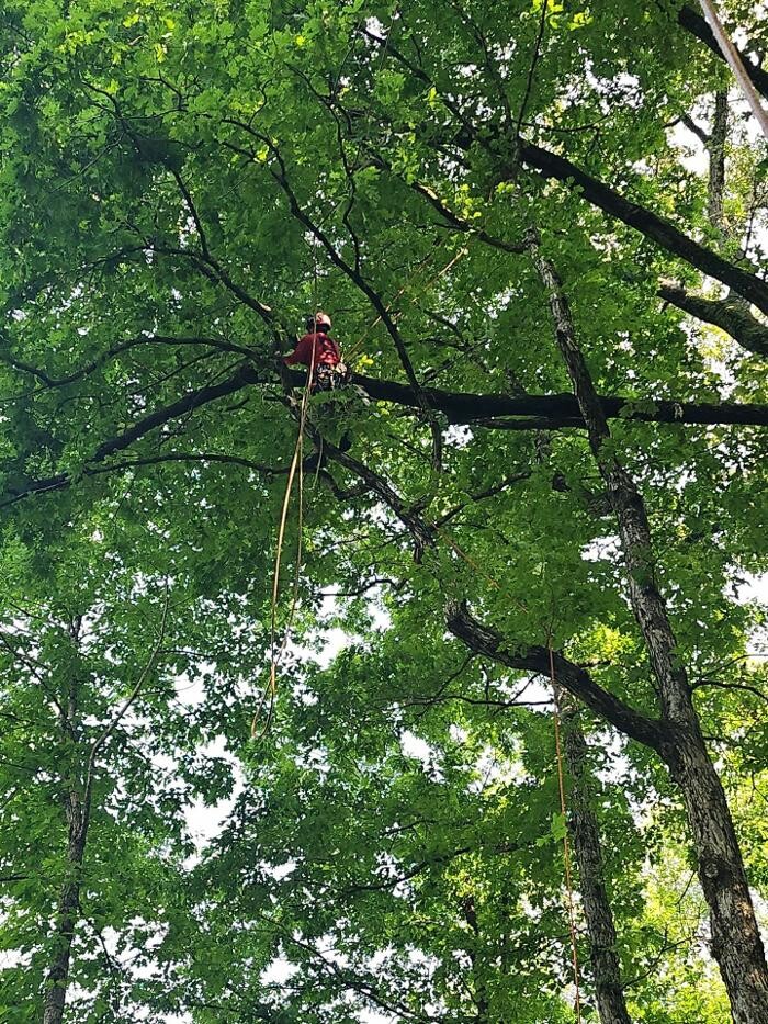 Images Southeast Tree