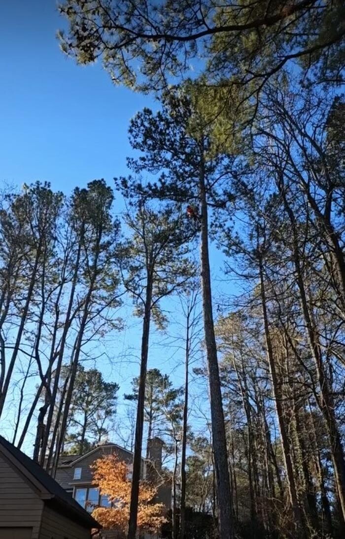 Images Southeast Tree