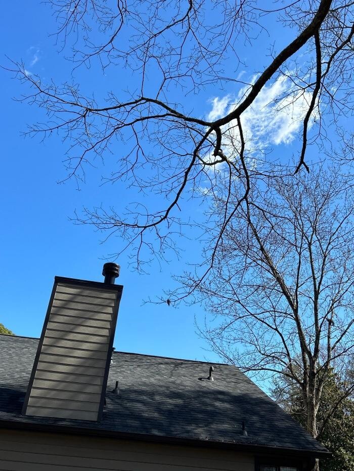 Images Southeast Tree