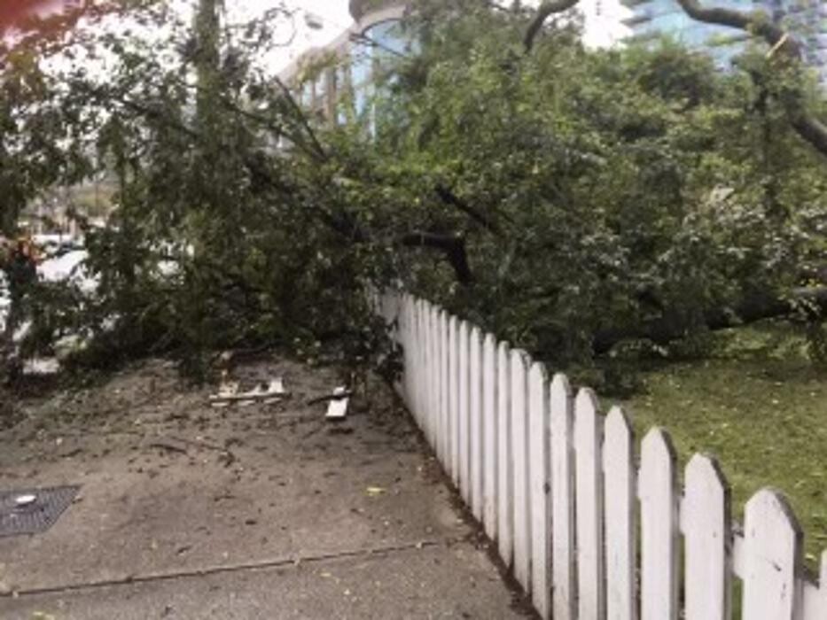 Images Southeast Tree