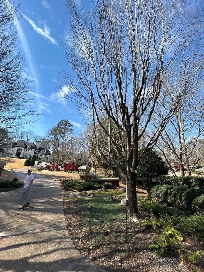 Images Southeast Tree