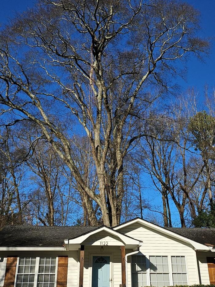 Images Southeast Tree