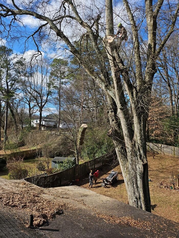 Images Southeast Tree