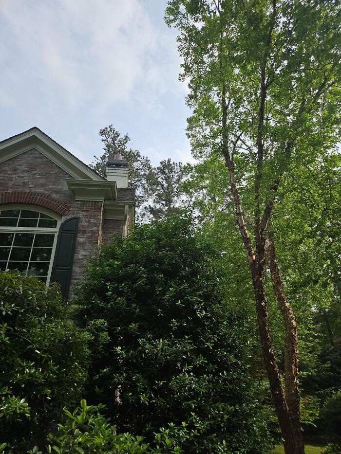 Images Southeast Tree