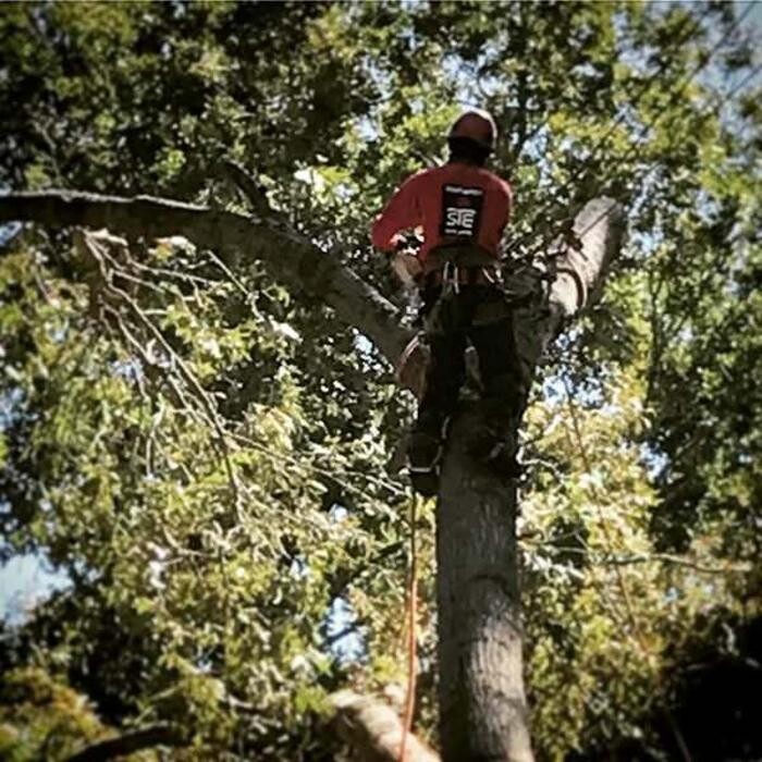 Images Southeast Tree