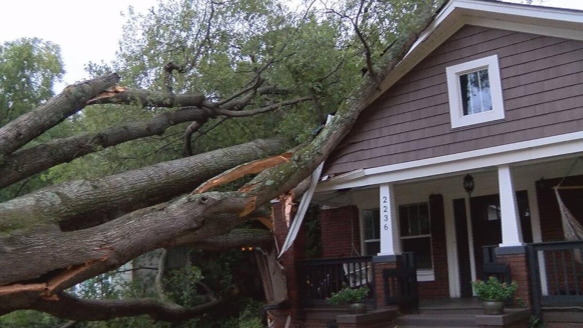Images Southeast Tree