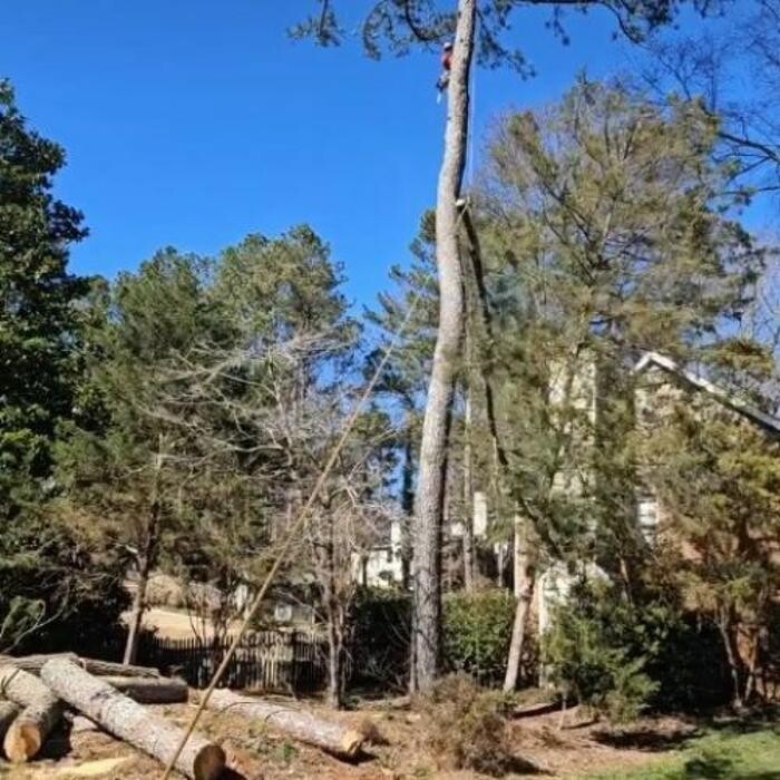 Images Southeast Tree