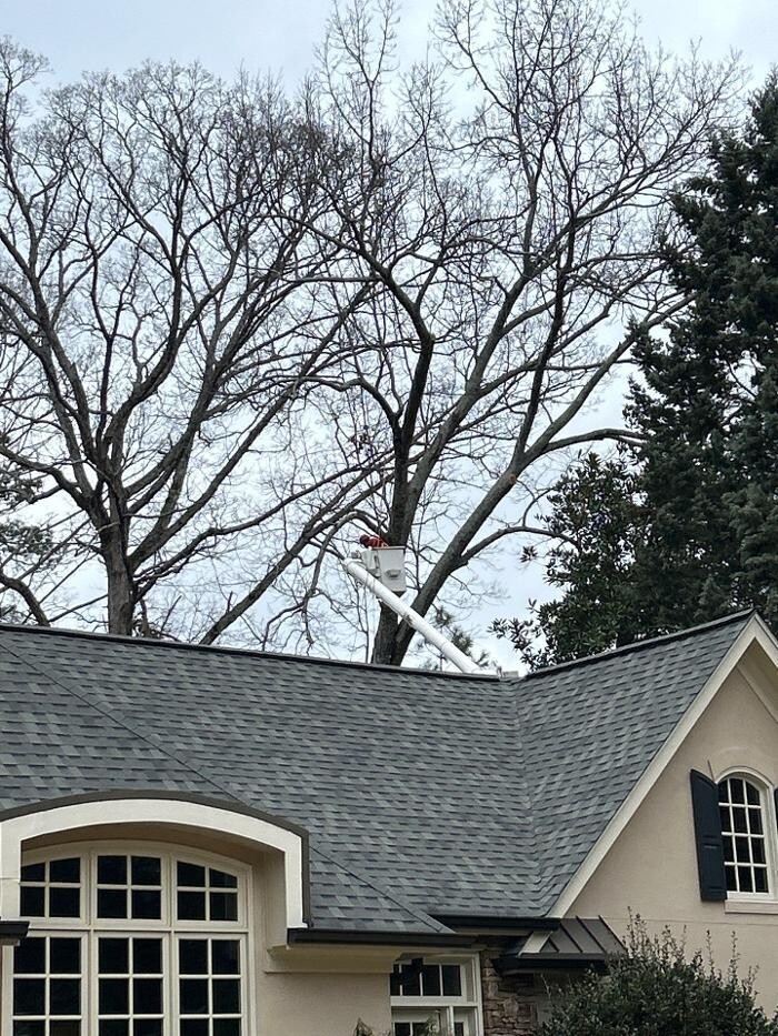 Images Southeast Tree