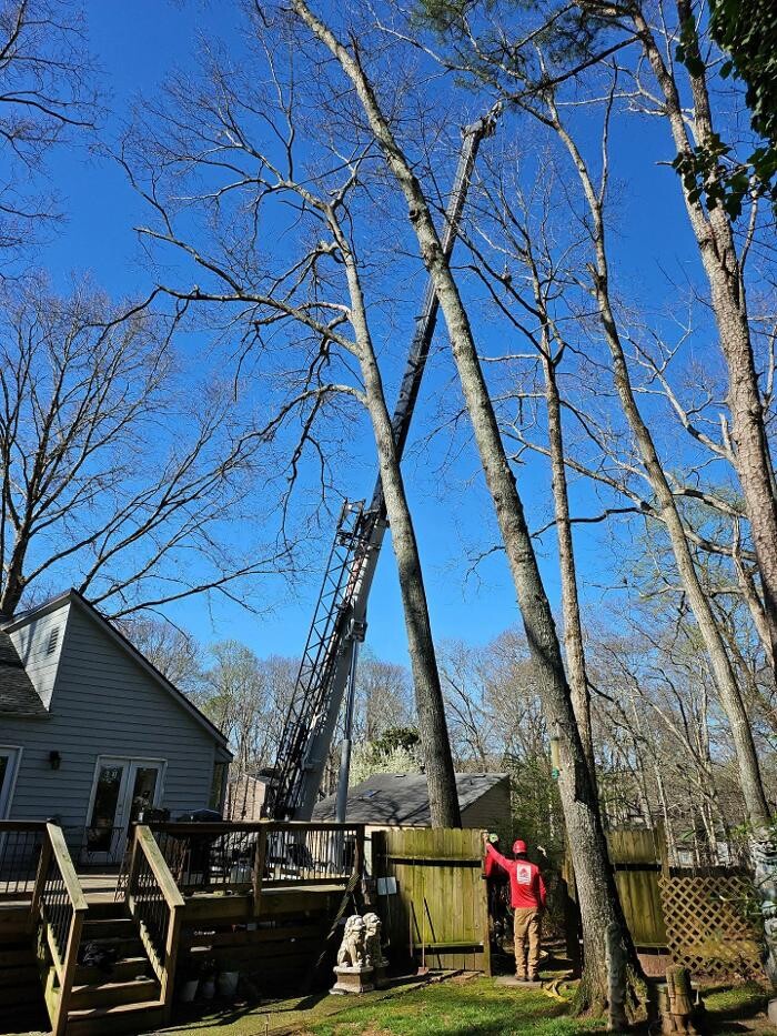 Images Southeast Tree