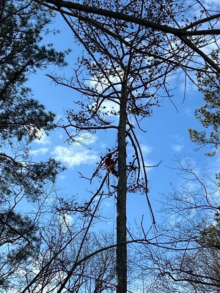 Images Southeast Tree