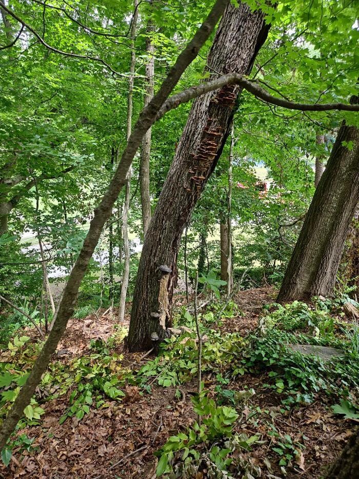 Images Southeast Tree