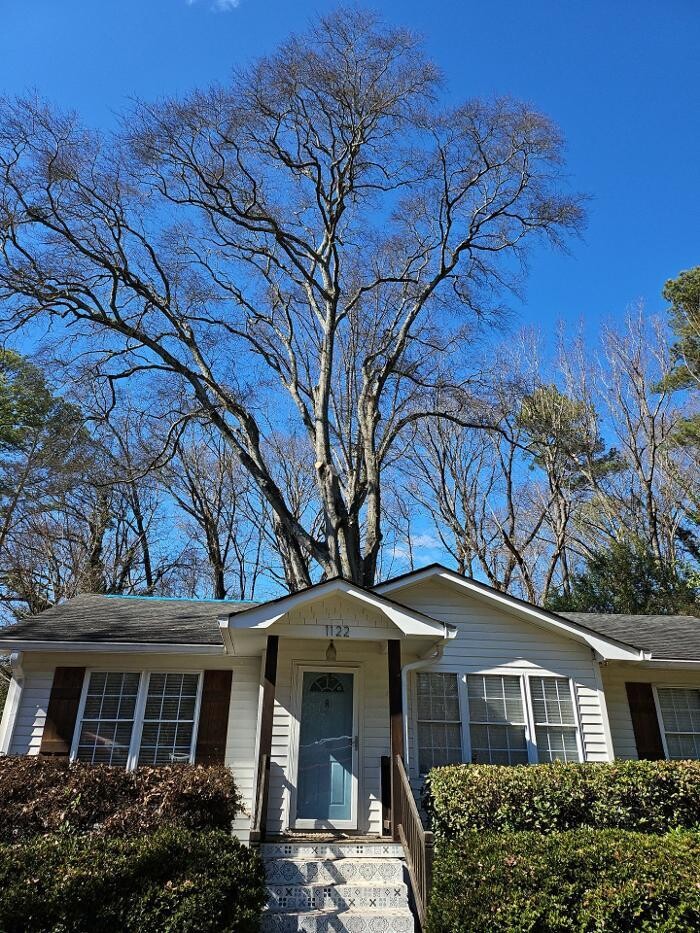 Images Southeast Tree