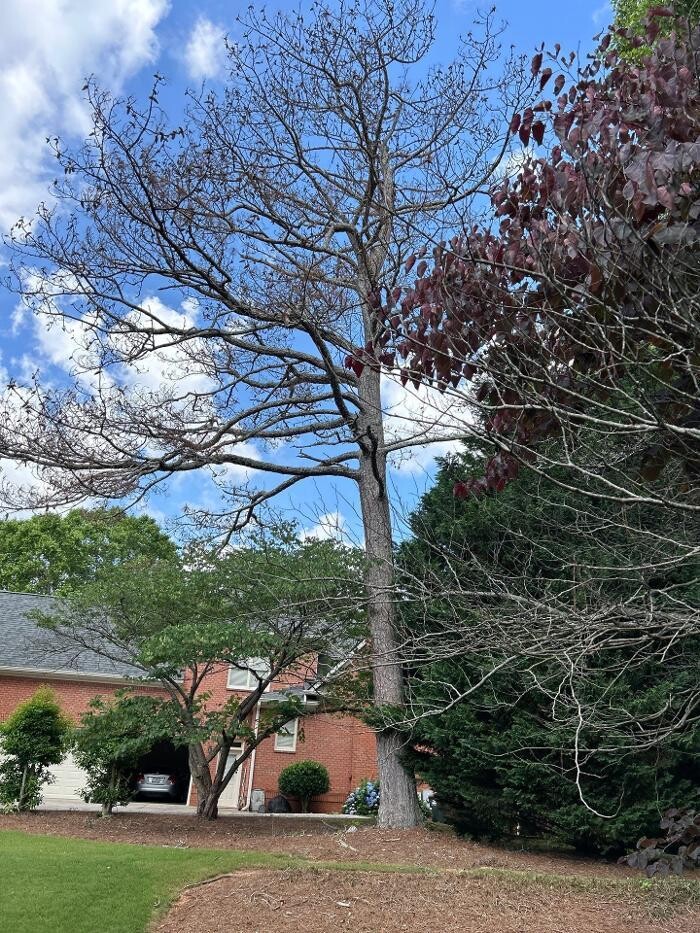 Images Southeast Tree