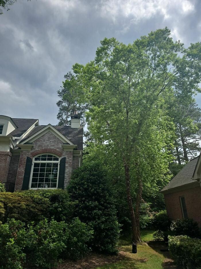 Images Southeast Tree