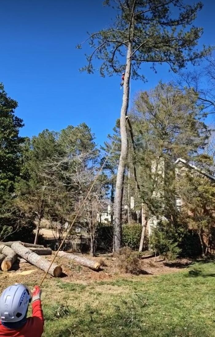 Images Southeast Tree