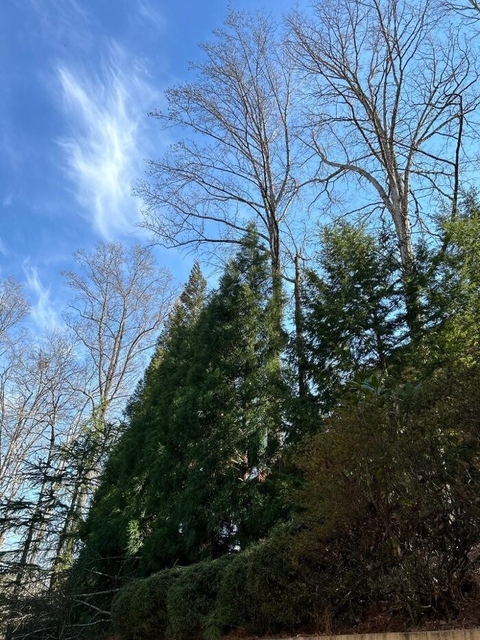 Images Southeast Tree