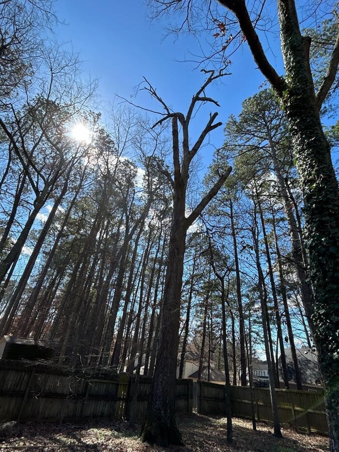 Images Southeast Tree